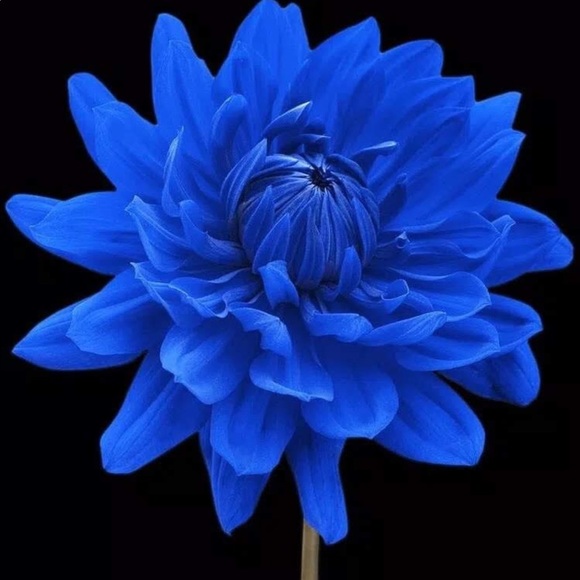 Meet your Posher, T! - Picture 3 of 3